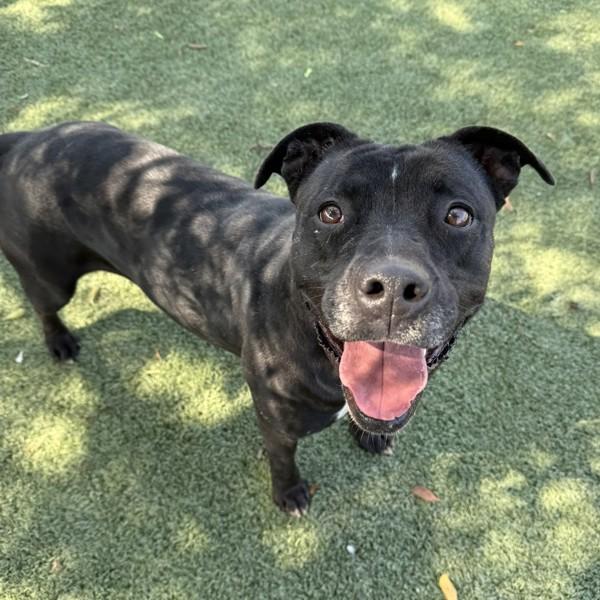 Enlarge Baby, a Adoptable mixed breed in Tulare, CA image 6/6