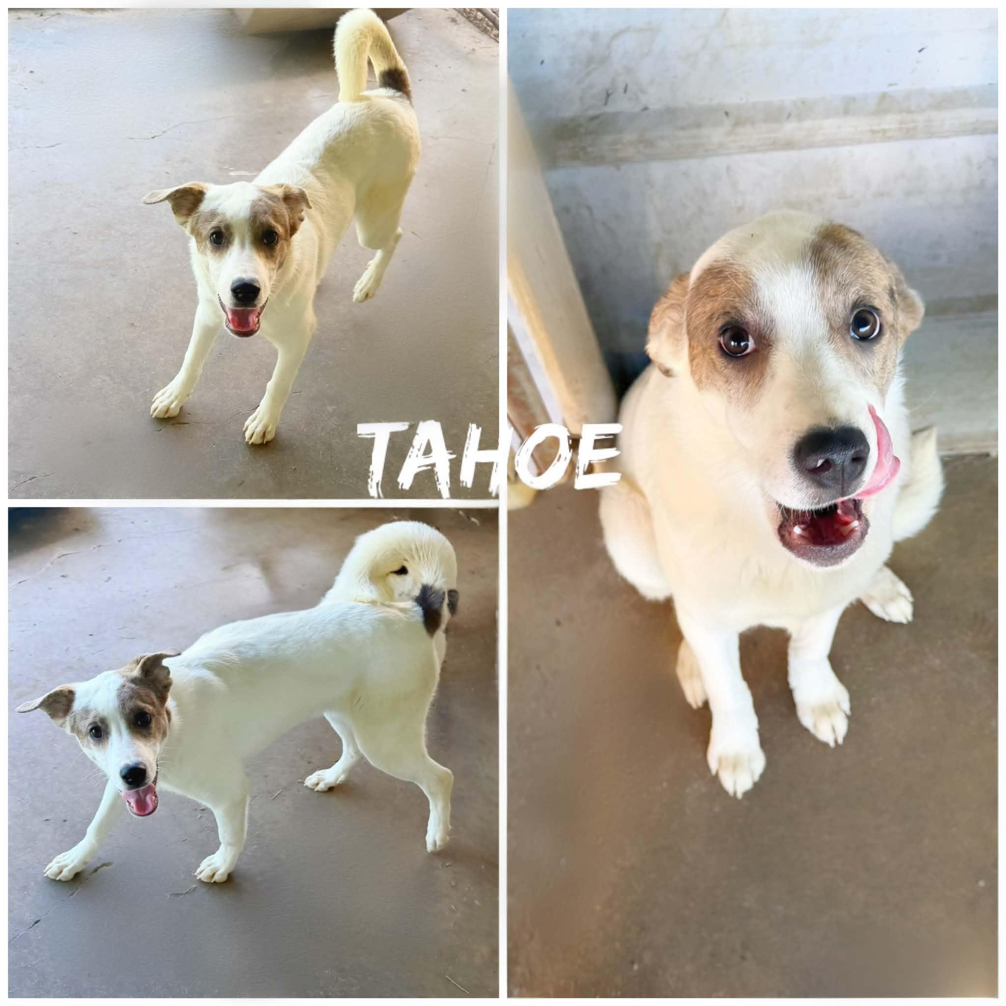 Tahoe, ADOPTABLE, Young Male Collie.
