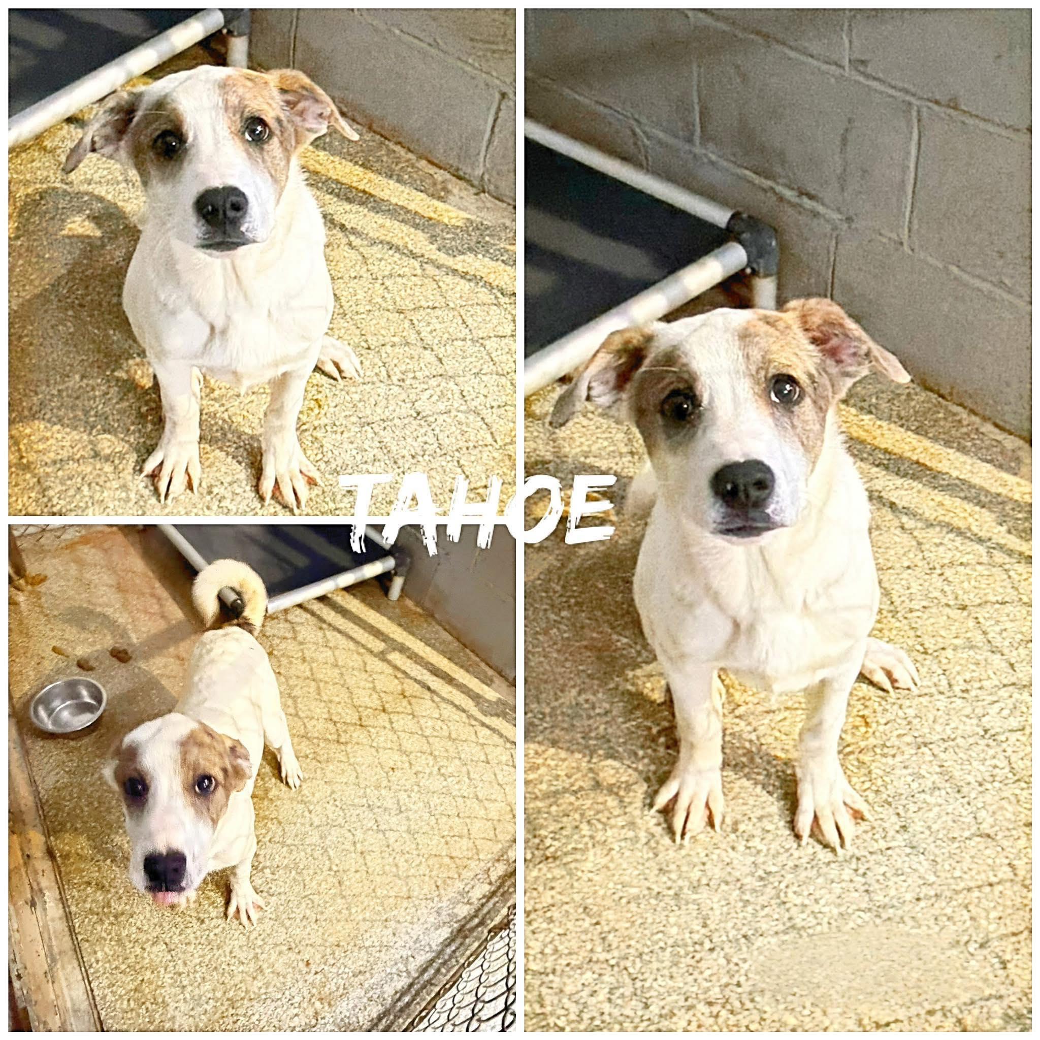 Enlarge Tahoe, a ADOPTABLE mixed breed in Saint James, MO image 2/2
