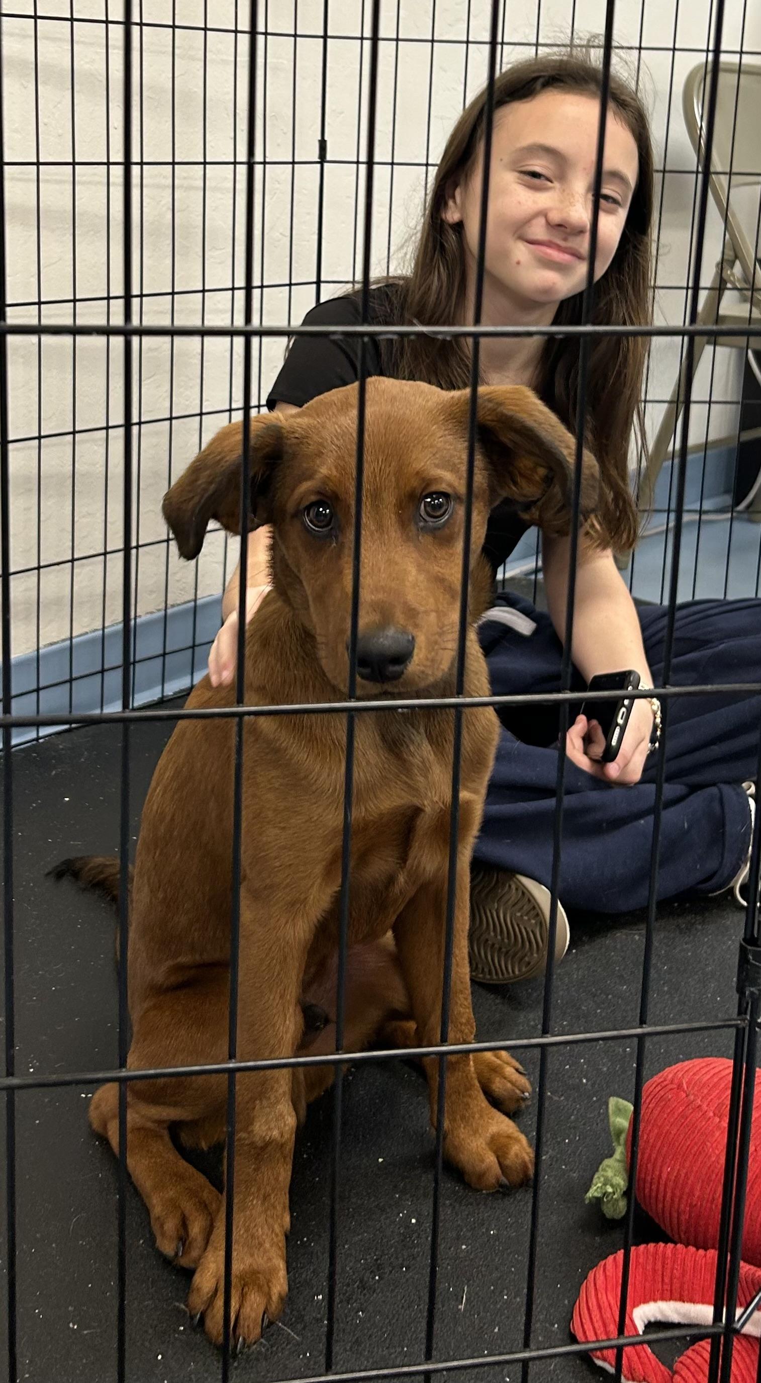 Enlarge Hank, an adopted mixed breed in Paris, TX image 3/5