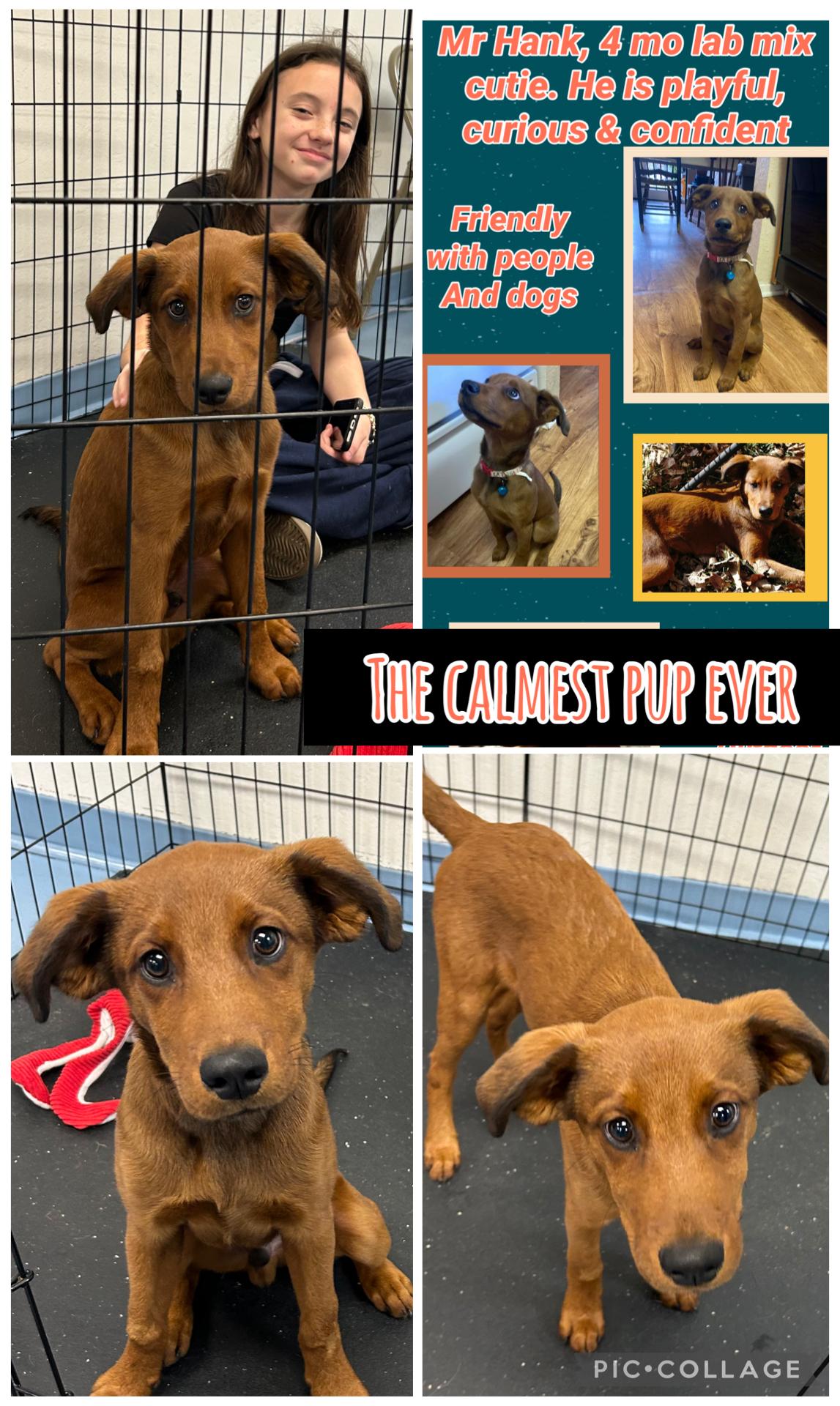 Enlarge Hank, an adopted mixed breed in Paris, TX image 2/5