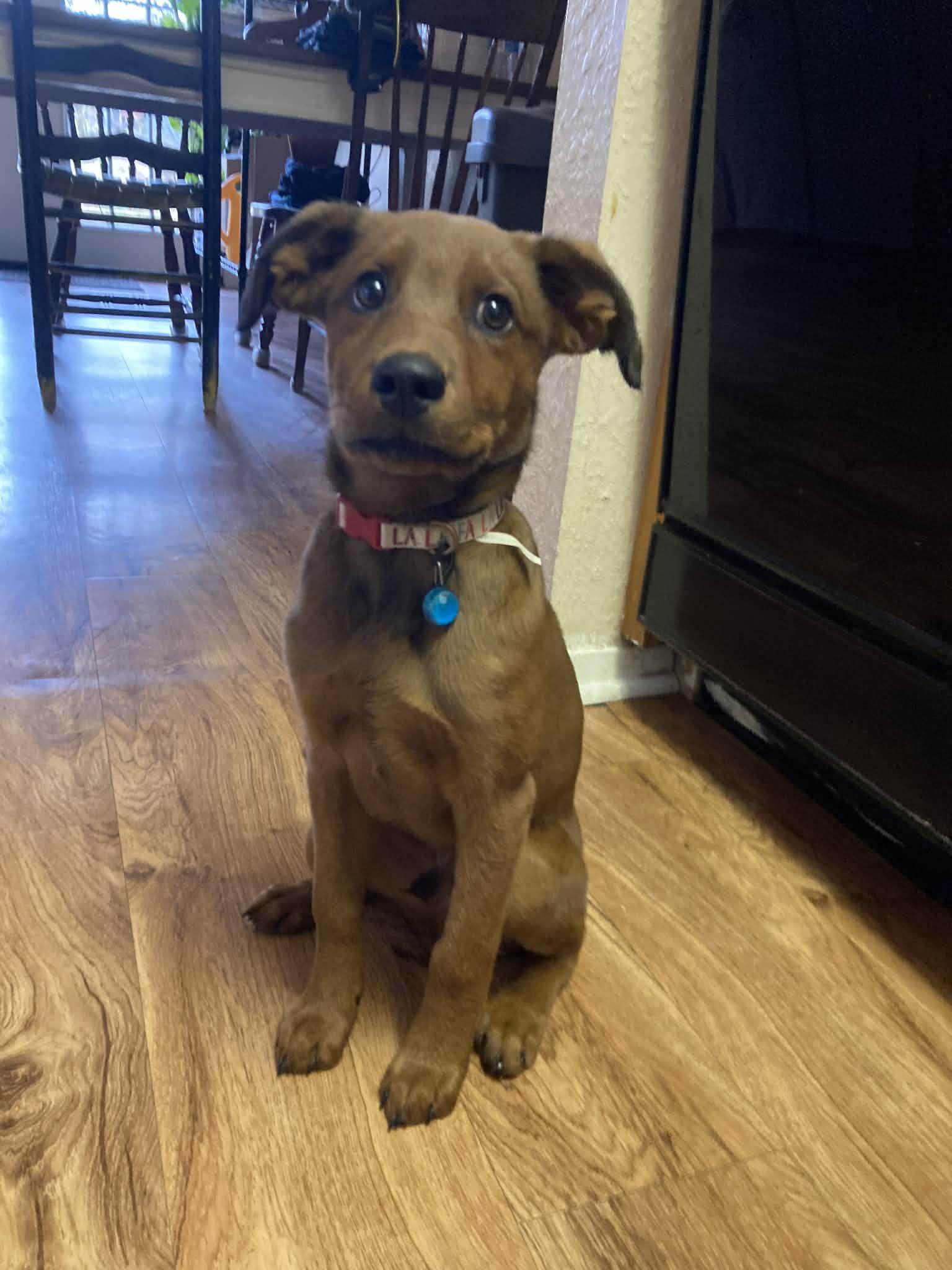 Enlarge Hank, an adopted mixed breed in Paris, TX image 4/5