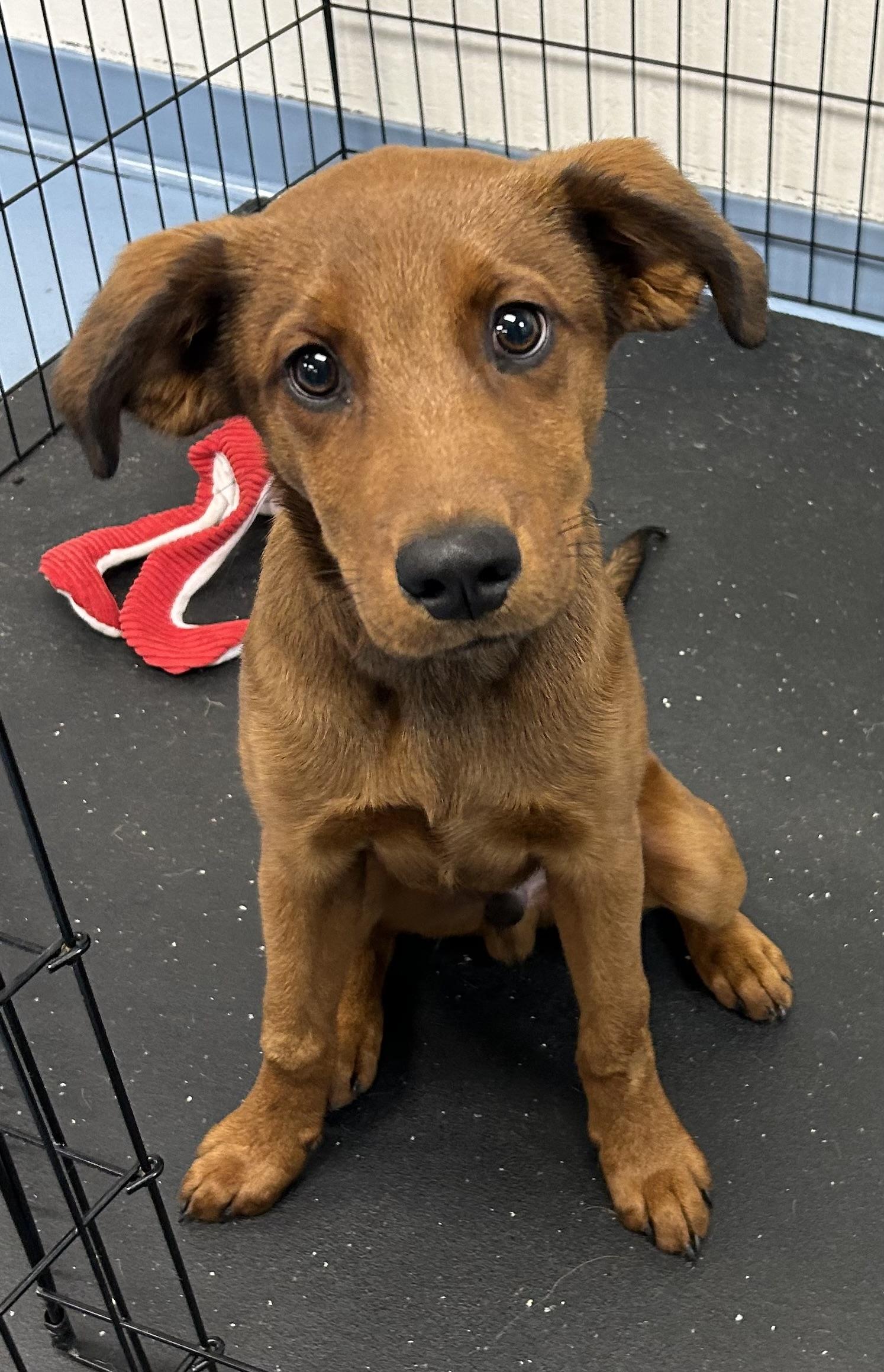 Enlarge Hank, an adopted mixed breed in Paris, TX image 1/5