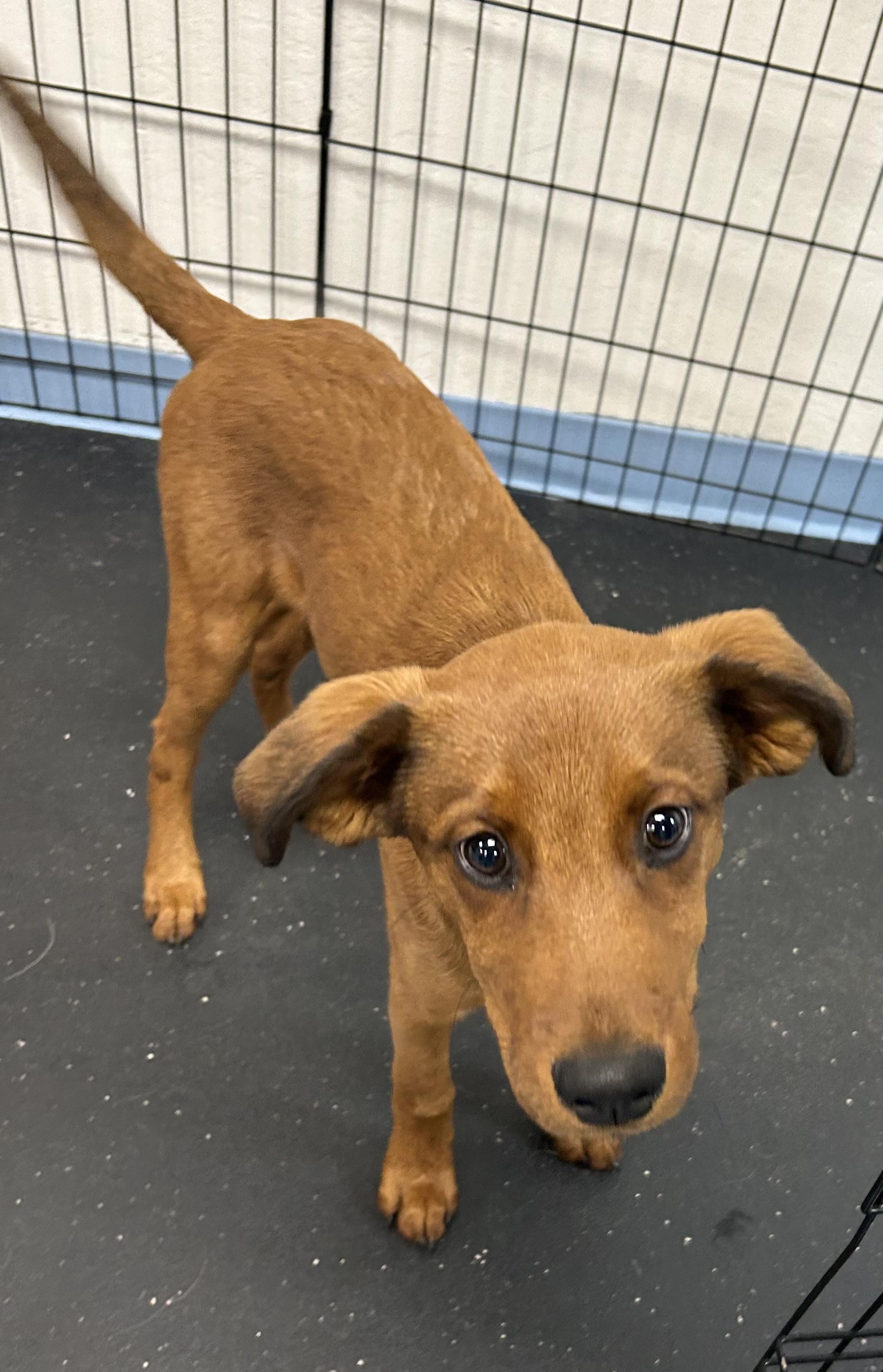 Enlarge Hank, an adopted mixed breed in Paris, TX image 5/5