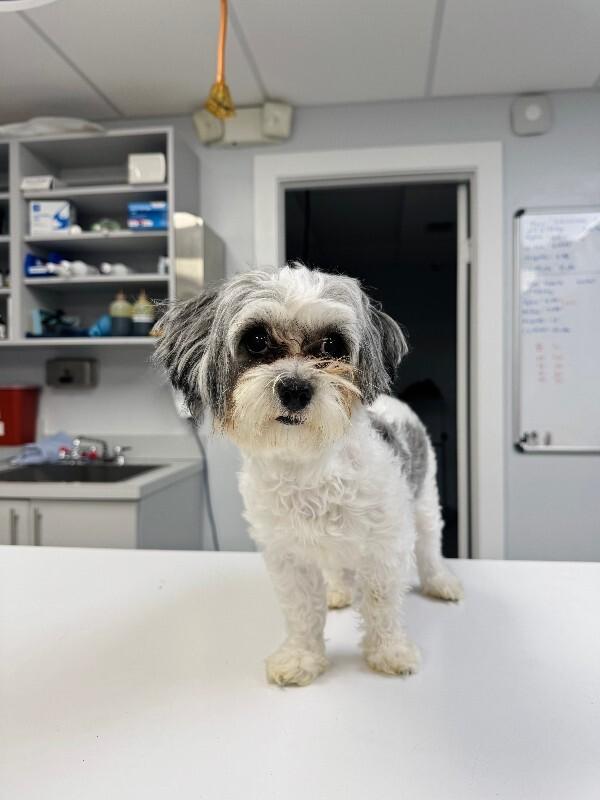 Enlarge Milo, a Adoptable Maltese in Miami, FL image 1/1