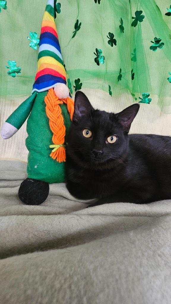 Enlarge Salt / Paprika, a Adoptable mixed breed in Wabash, IN image 1/2