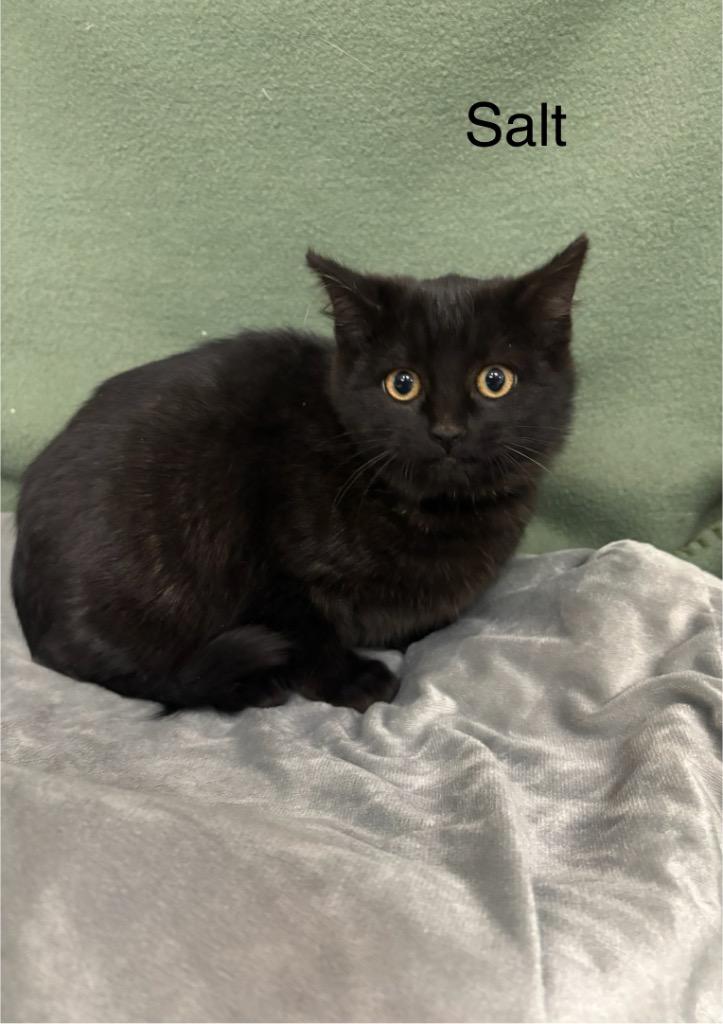 Salt, Adoptable, Kitten Female Domestic Short Hair.