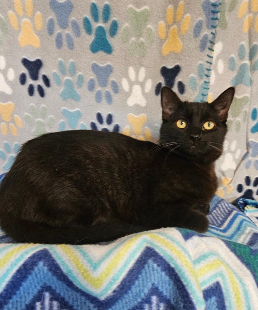 Enlarge Salt / Paprika, a Adoptable mixed breed in Wabash, IN image 2/3