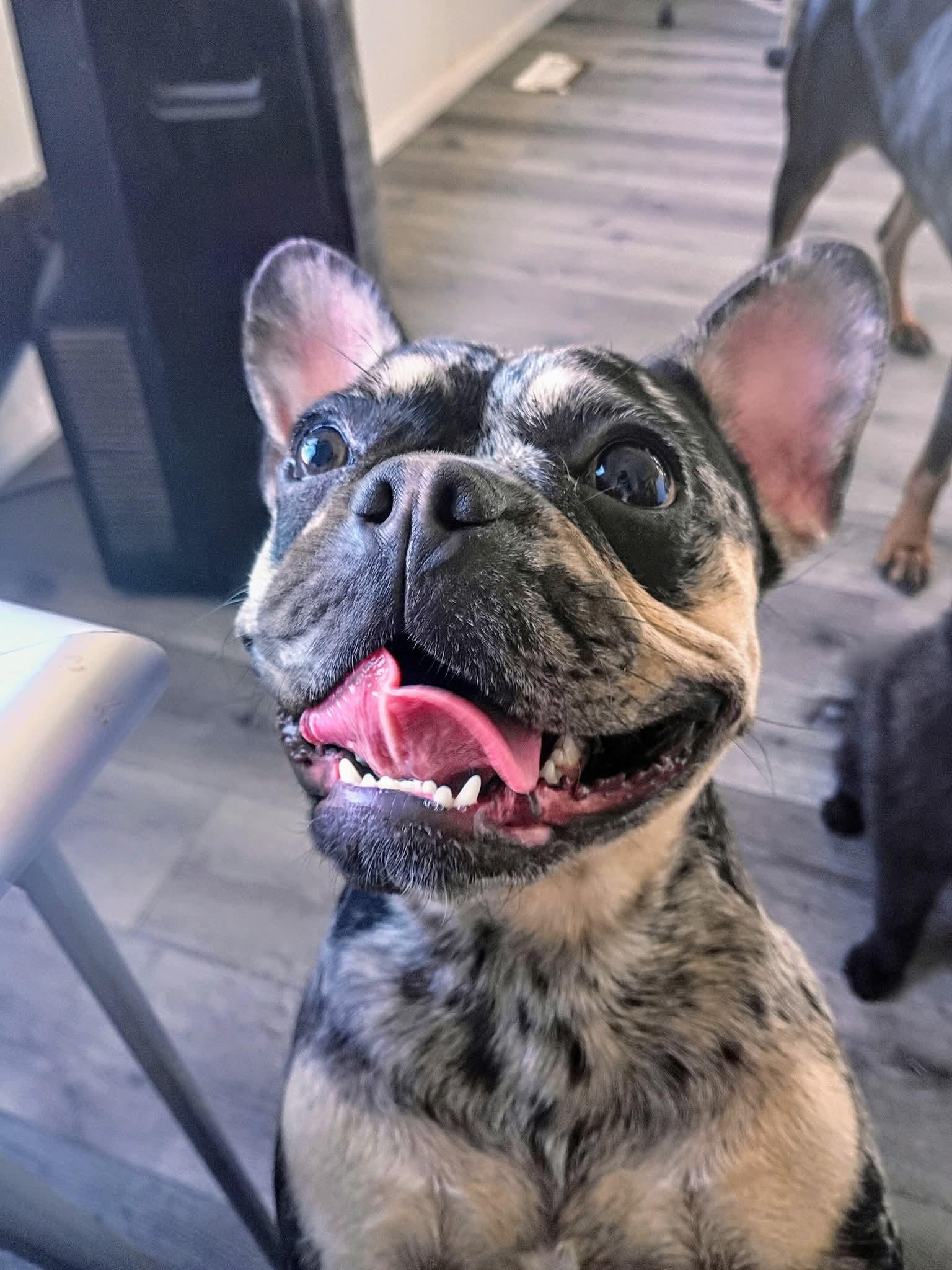 French Girl, Adopted, Young Female French Bulldog.