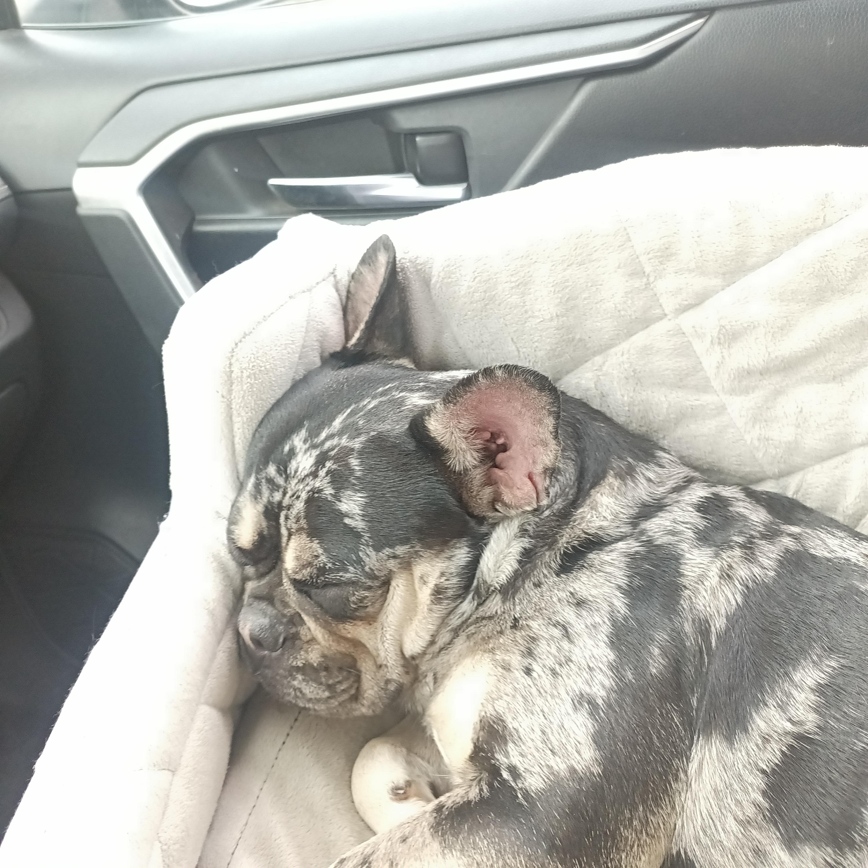 Enlarge French Girl, a Adopted French Bulldog in Spring Valley, CA image 2/2