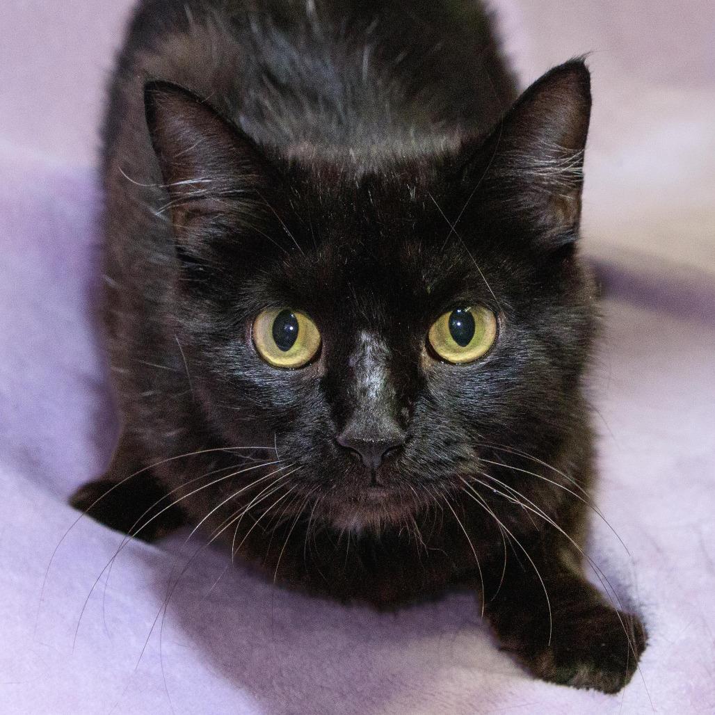 Wilomena, Adoptable, Young Female Domestic Short Hair.