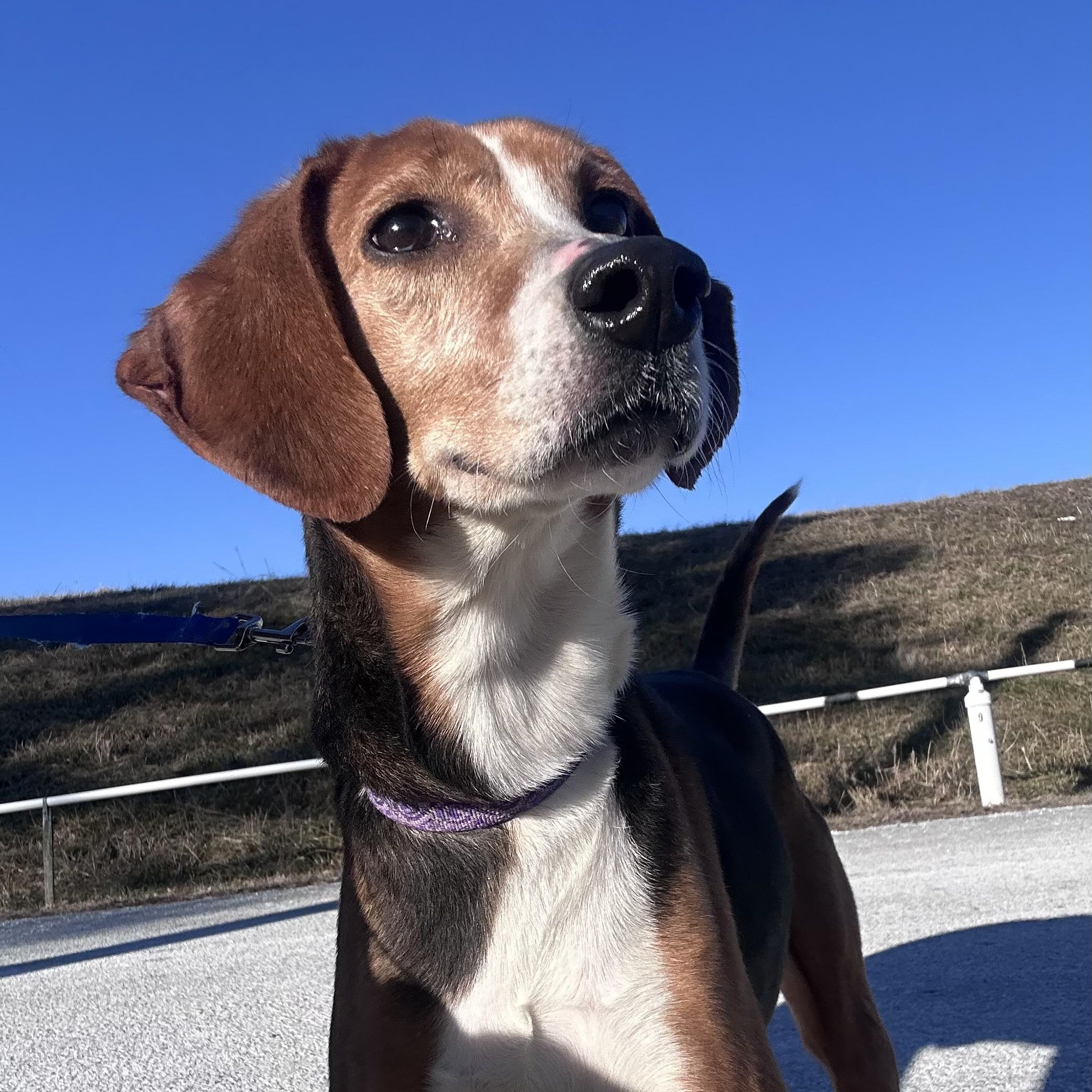 Princess, ADOPTABLE, Adult Female Hound.
