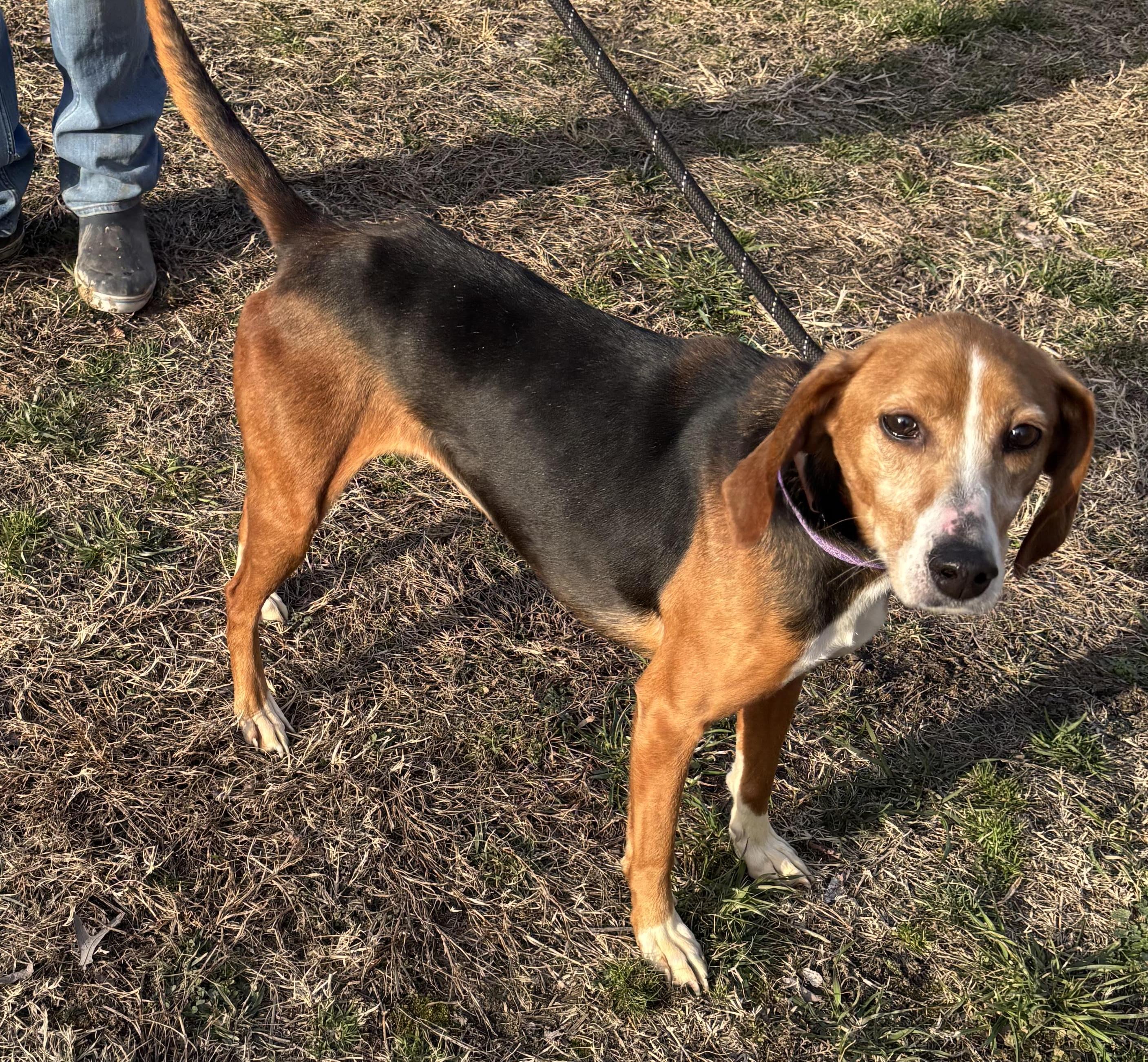 Princess, a ADOPTABLE Hound in Gloucester, VA image 5/5