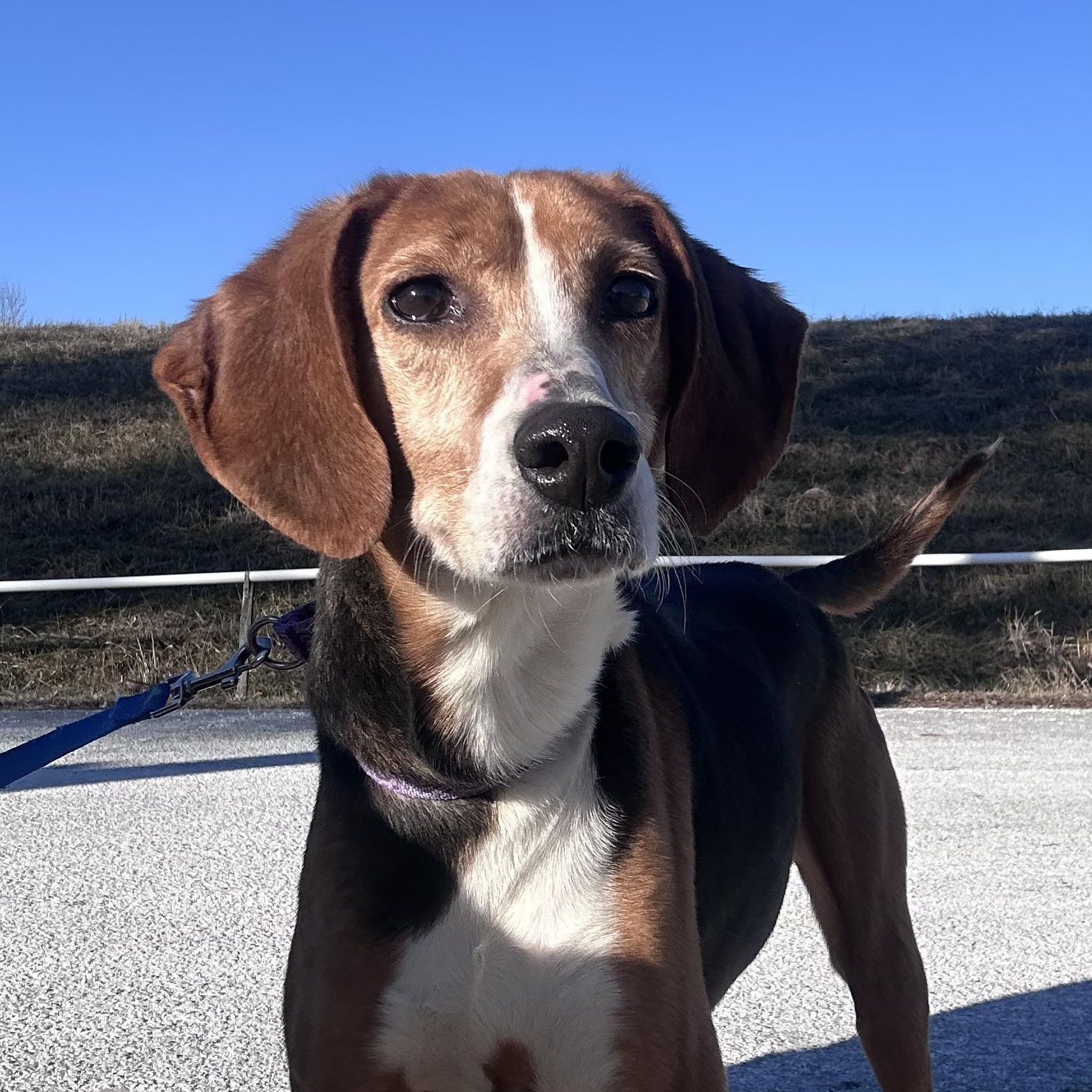 Princess, a ADOPTABLE Hound in Gloucester, VA image 2/5