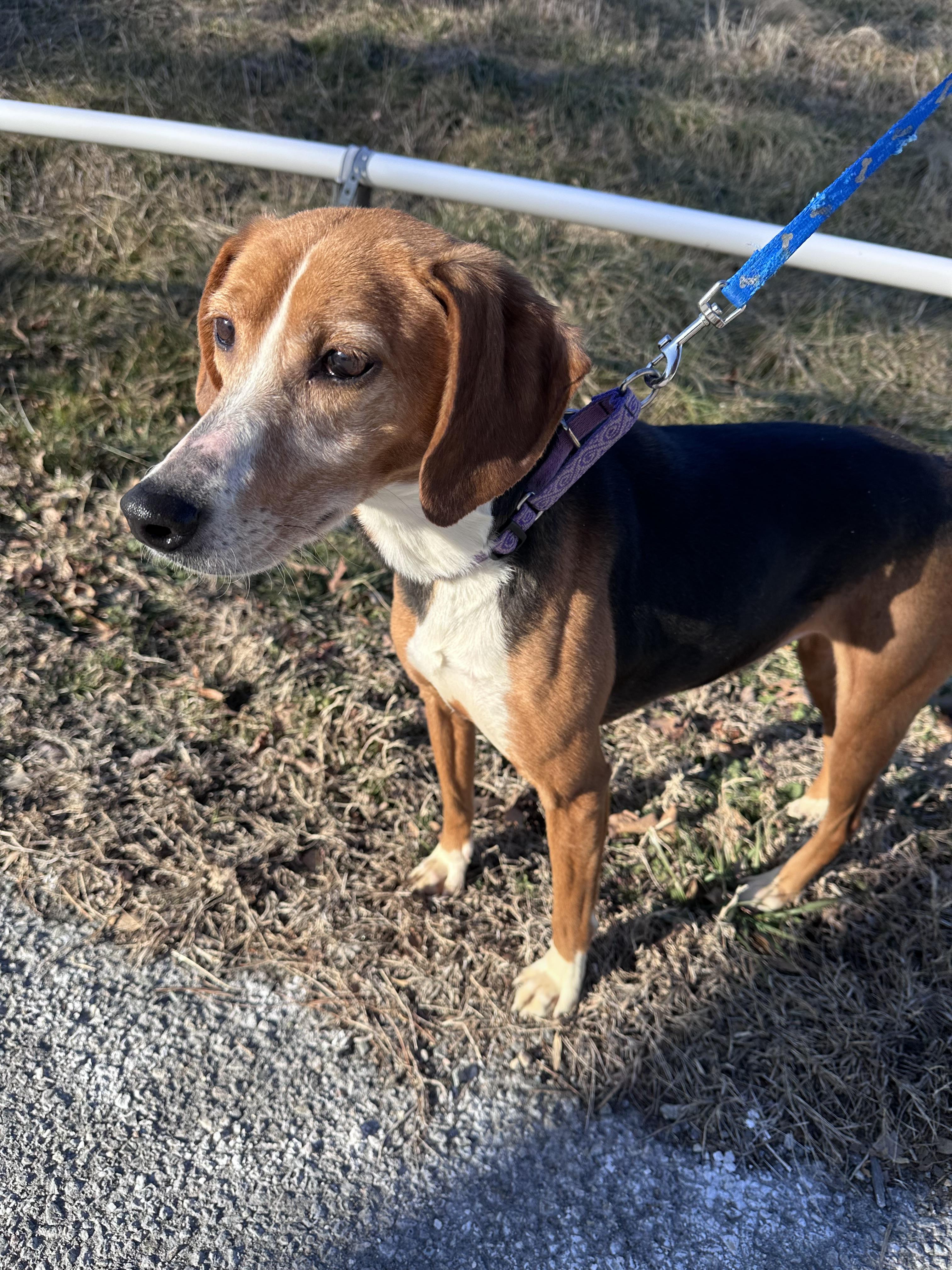 Princess, a ADOPTABLE Hound in Gloucester, VA image 3/5