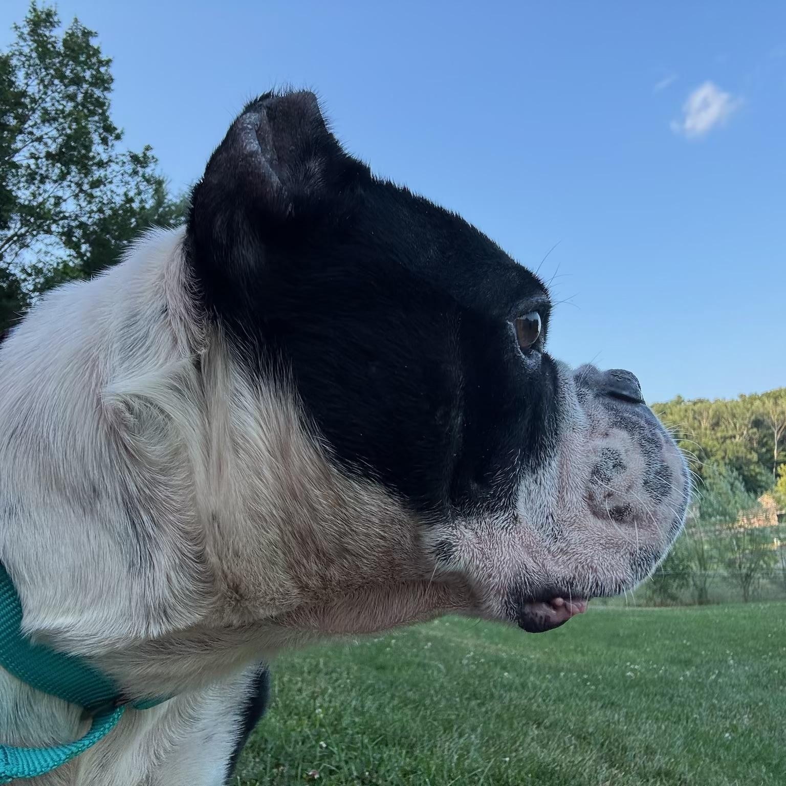 Enlarge Shelby, a ADOPTABLE mixed breed in North Freedom, WI image 4/6