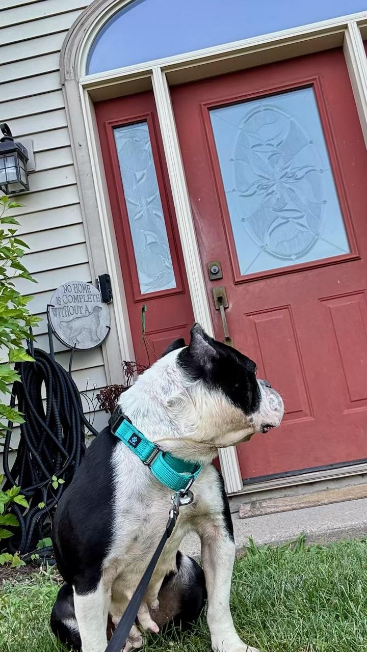 Enlarge Shelby, a ADOPTABLE mixed breed in North Freedom, WI image 5/6