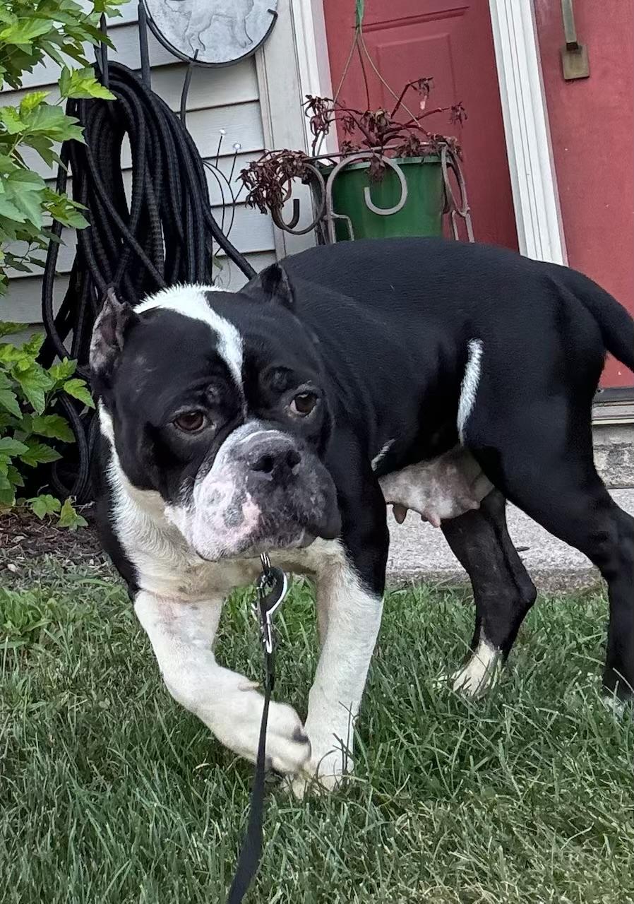 Shelby, ADOPTABLE, Adult Female American Bully.