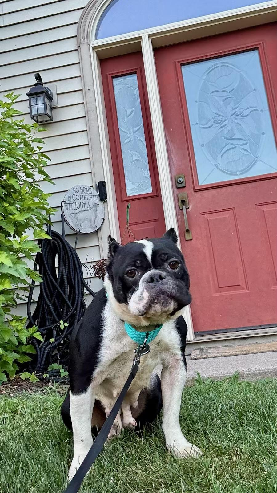 Enlarge Shelby, a ADOPTABLE mixed breed in North Freedom, WI image 2/6