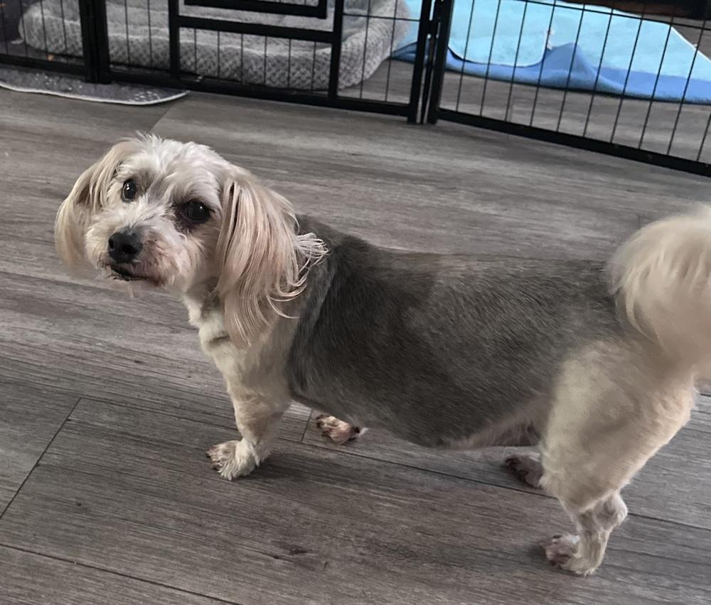 Meesha, Adoptable, Senior Female Yorkshire Terrier.