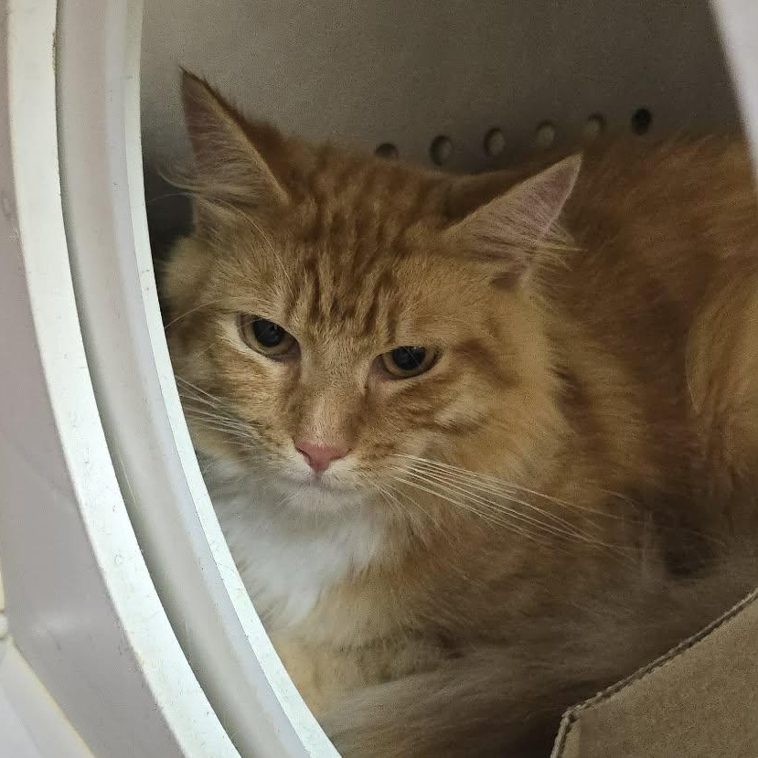Enlarge Sam, an adoptable Domestic Medium Hair in Orange, VA image 1/2