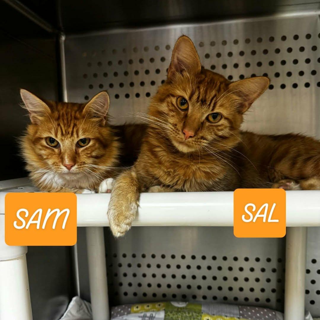 Enlarge Sam, an adoptable Domestic Medium Hair in Orange, VA image 2/2
