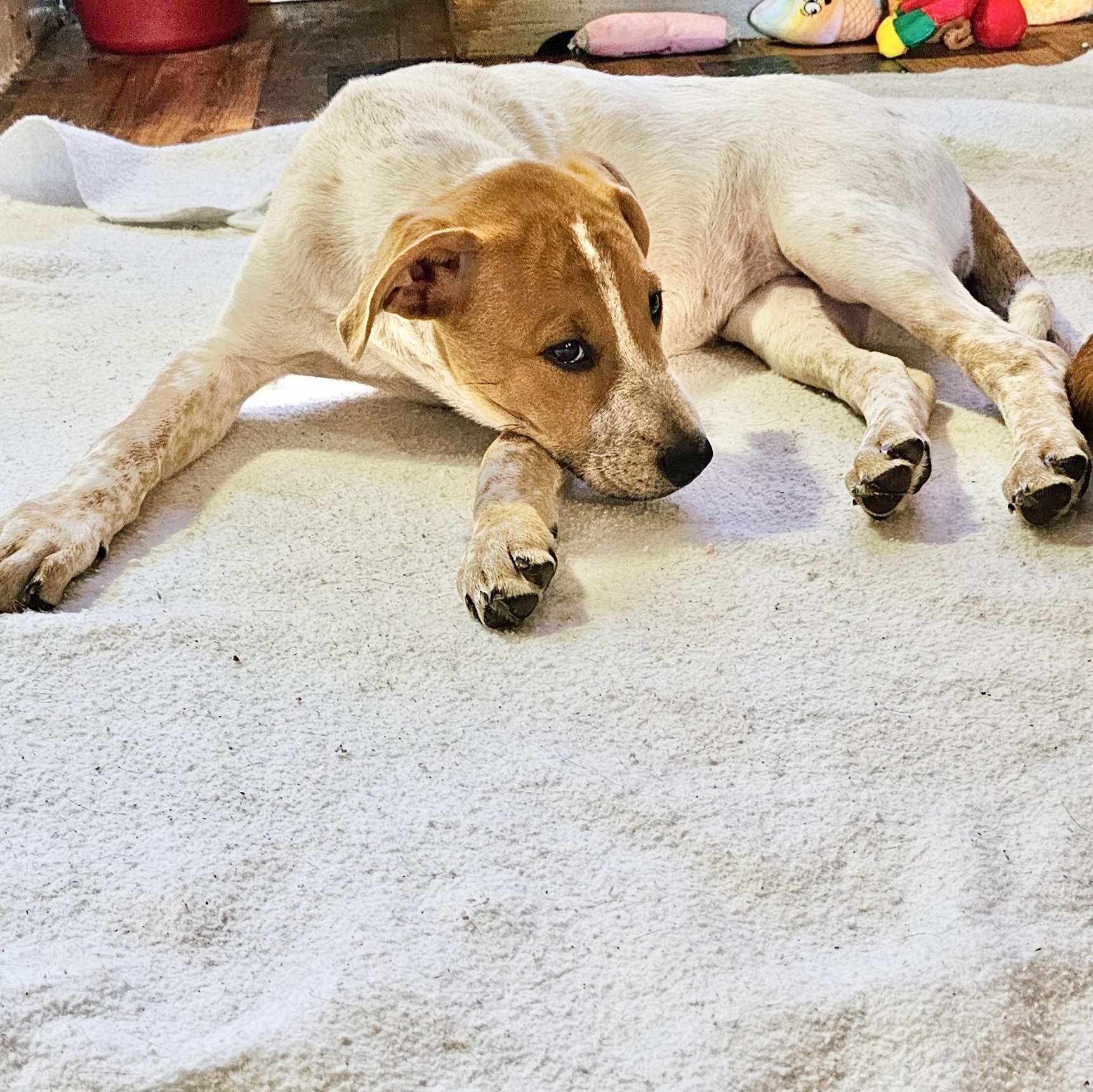 Dog for adoption Frankiee, a Mixed Breed in Hooksett, NH Petfinder