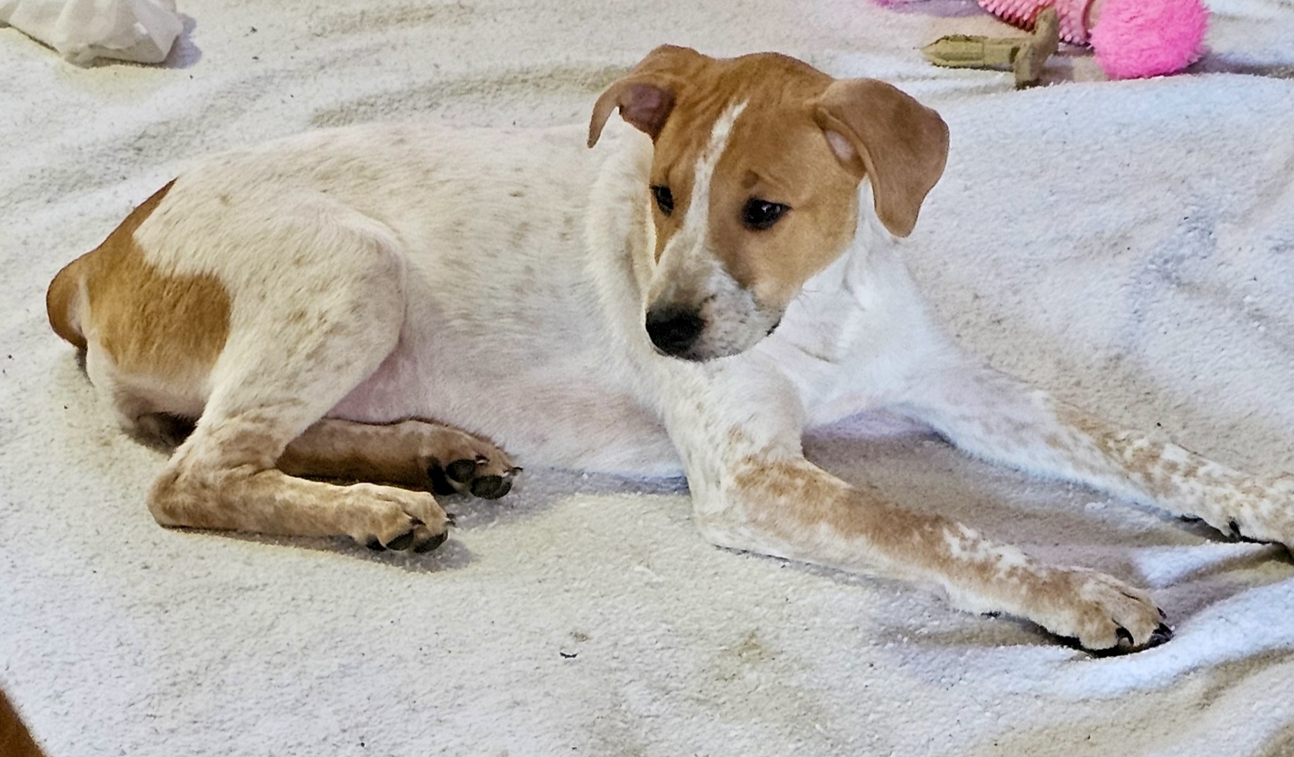 Dog for adoption Frankiee, a Mixed Breed in Hooksett, NH Petfinder