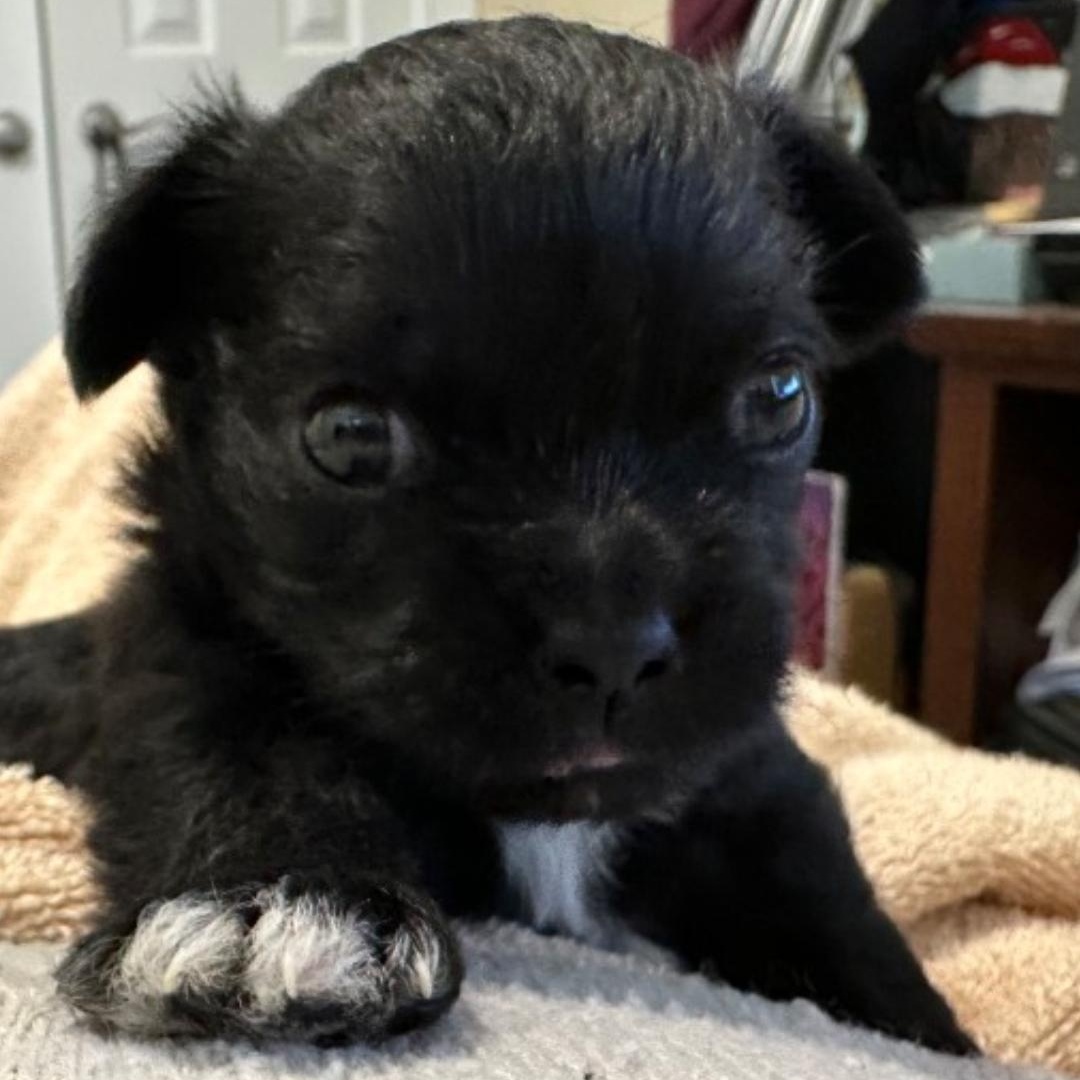 Tie, Baby Male Yorkshire Terrier