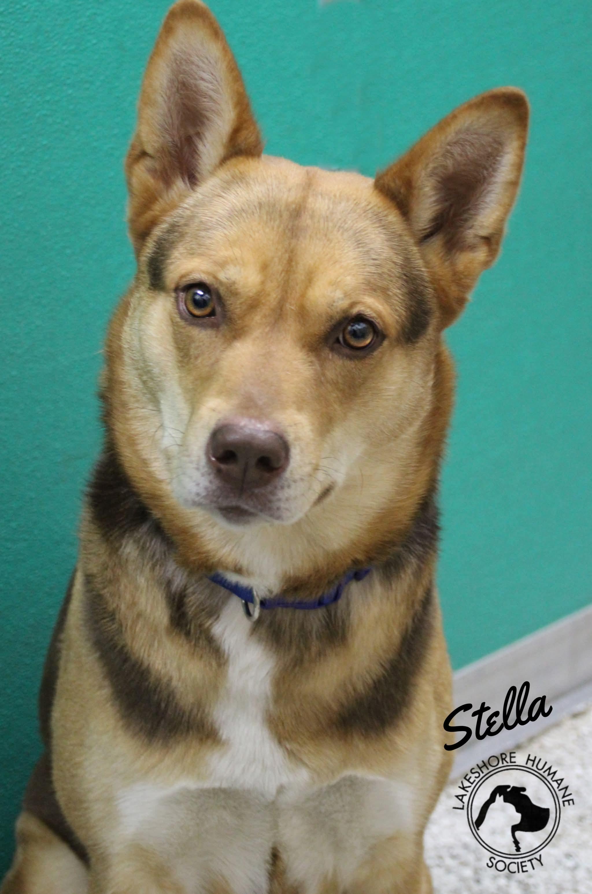 Stella, adopted, Adult Female Shepherd & Husky.