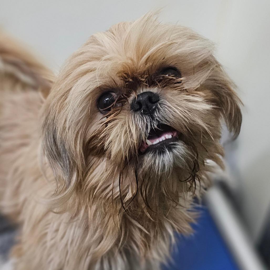 August, Adoptable, Adult Female Shih Tzu.