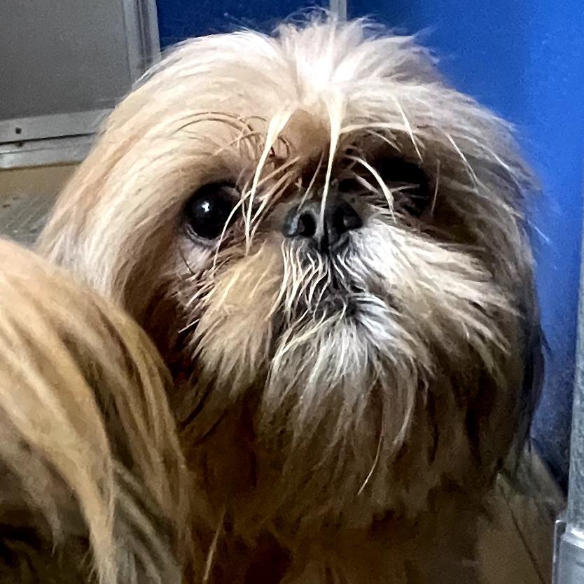 Enlarge August, a Adoptable Shih Tzu in Marysville, OH image 2/2
