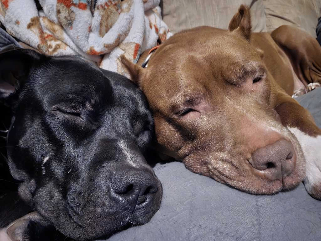 Enlarge Piper, a Adopted Pit Bull Terrier in Magnolia, DE image 2/4