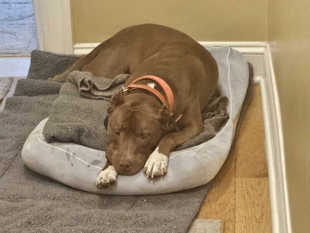 Enlarge Piper, a Adopted Pit Bull Terrier in Magnolia, DE image 3/4