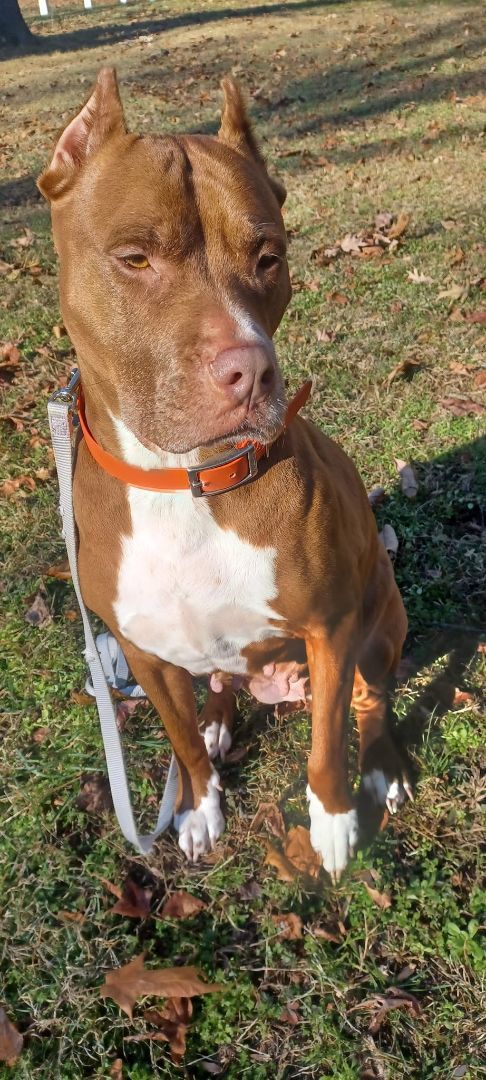 Enlarge Piper, a Adopted Pit Bull Terrier in Magnolia, DE image 4/4