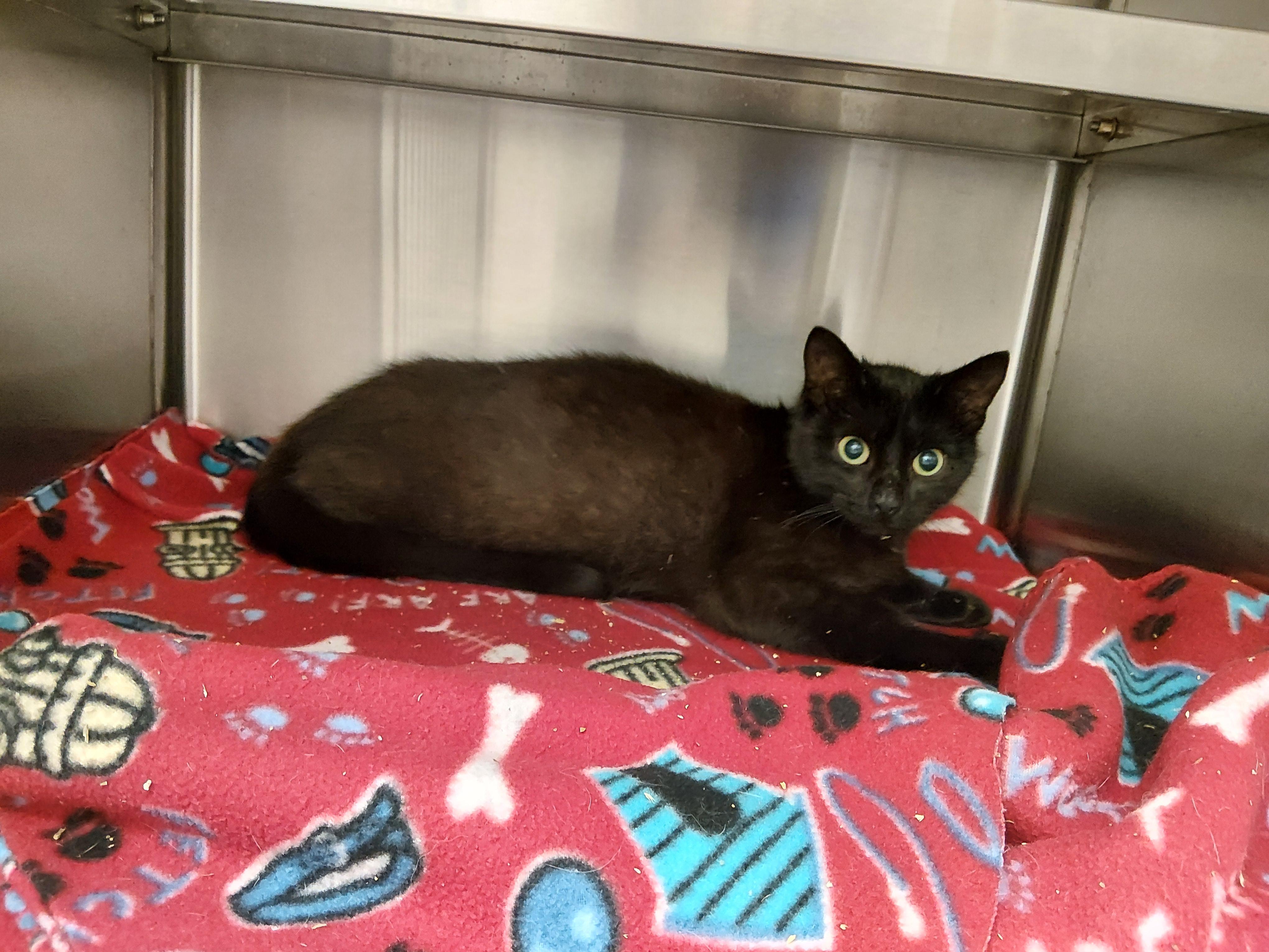 Pasilla, ADOPTABLE, Young Female Domestic Short Hair.