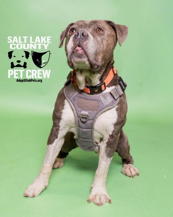 Baby Dee, Adoptable, Senior Female Pit Bull Terrier.