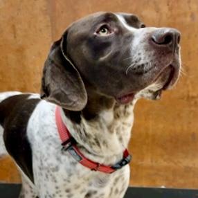 Enlarge Cedar, a Adoptable mixed breed in Burlington, WA image 1/1