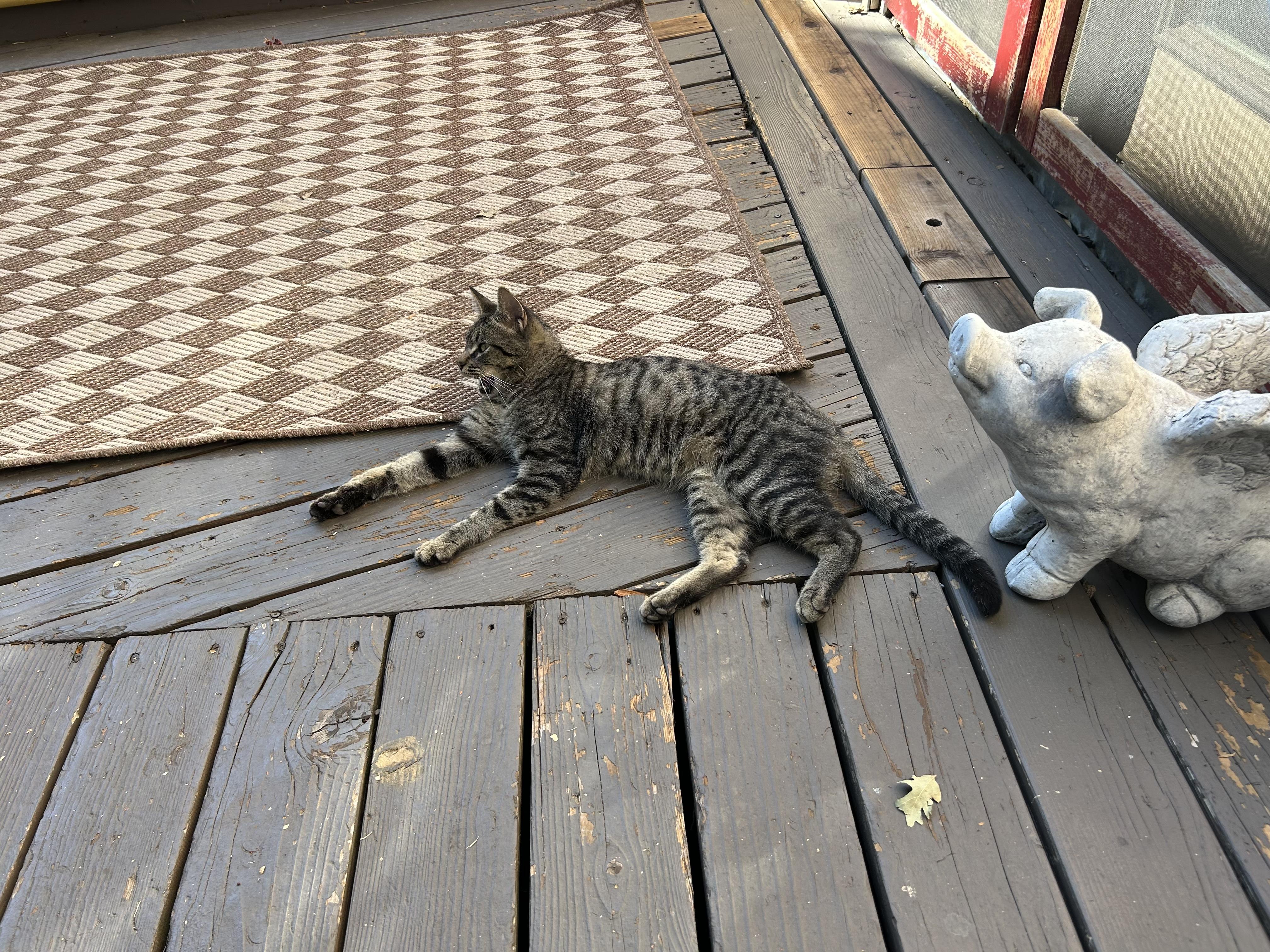 Enlarge Georgie 0124, a Adoptable Domestic Short Hair in Sonora, CA image 1/4