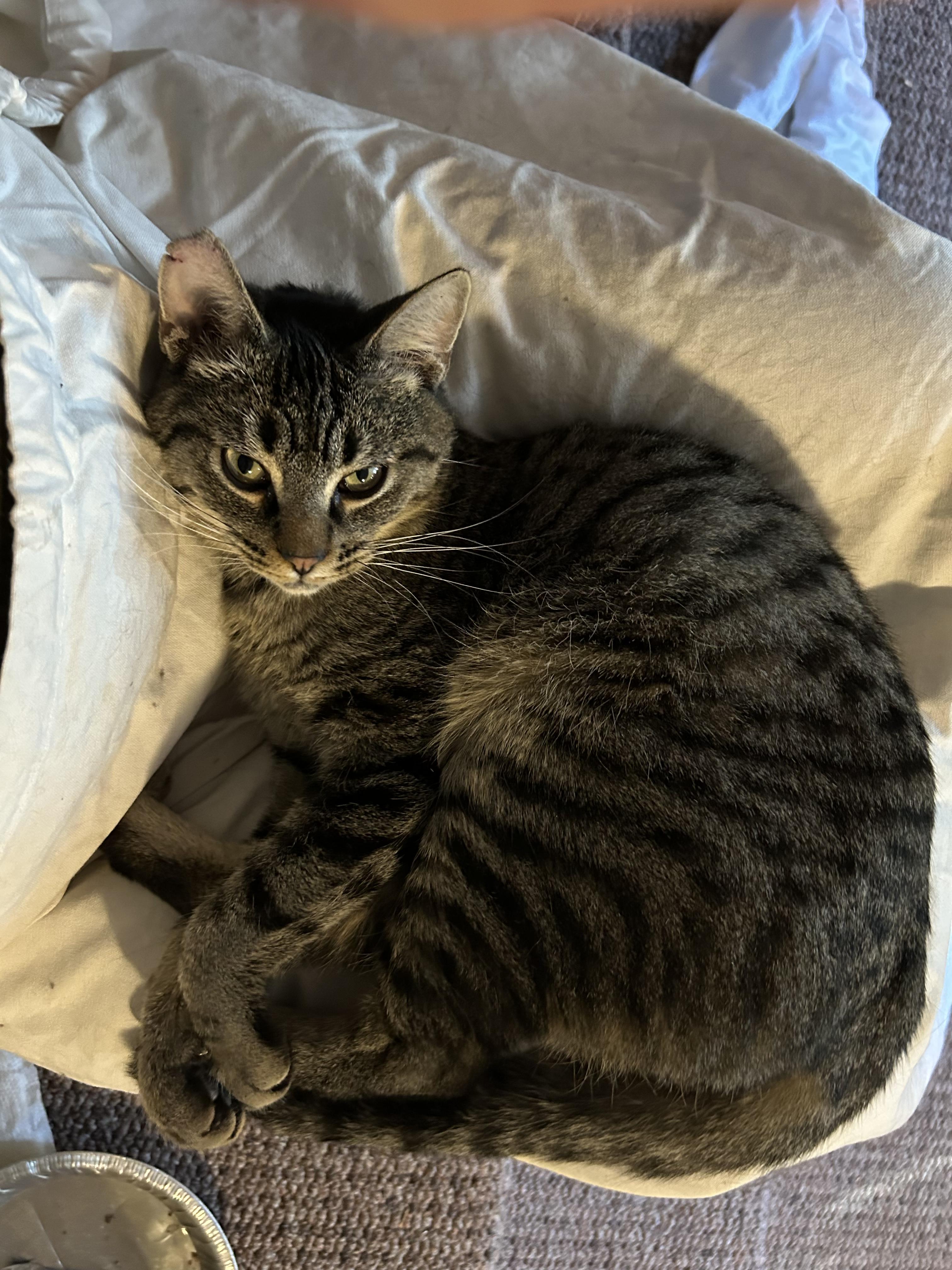 Enlarge Georgie 0124, a Adoptable Domestic Short Hair in Sonora, CA image 2/4