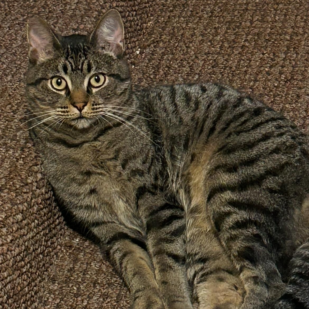 Enlarge Georgie 0124, a Adoptable Domestic Short Hair in Sonora, CA image 3/4