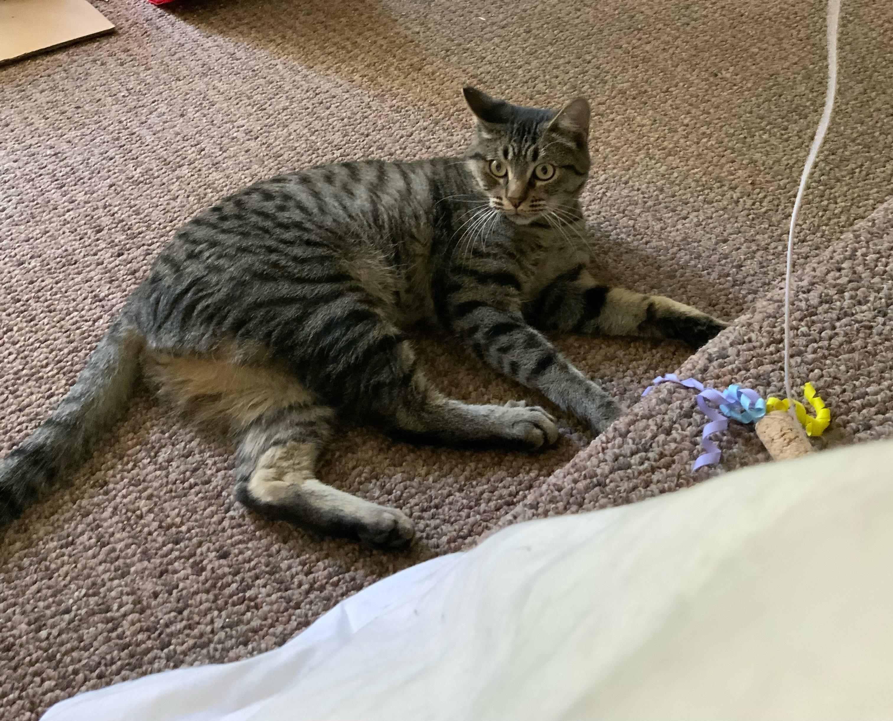 Enlarge Georgie 0124, a Adoptable Domestic Short Hair in Sonora, CA image 4/4