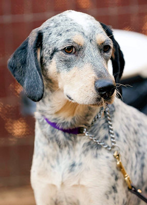 Enlarge Malibu Barbie (CA), a Adoptable Bluetick Coonhound in Jackson, CA image 5/5