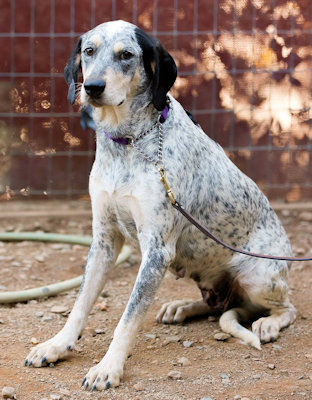 Enlarge Malibu Barbie (CA), a Adoptable Bluetick Coonhound in Jackson, CA image 3/5