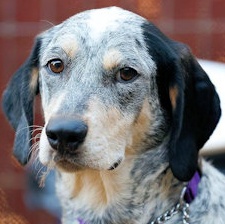 Malibu Barbie (CA), Adoptable, Young Female Bluetick Coonhound.