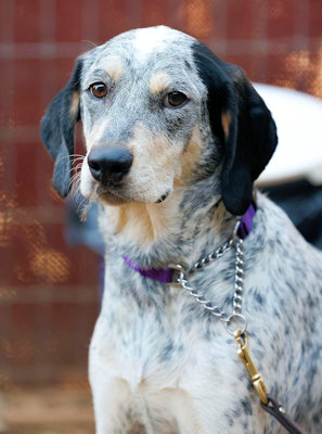 Enlarge Malibu Barbie (CA), a Adoptable Bluetick Coonhound in Jackson, CA image 2/5