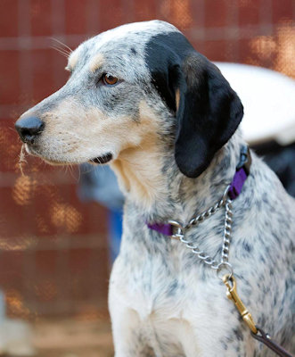 Enlarge Malibu Barbie (CA), a Adoptable Bluetick Coonhound in Jackson, CA image 4/5