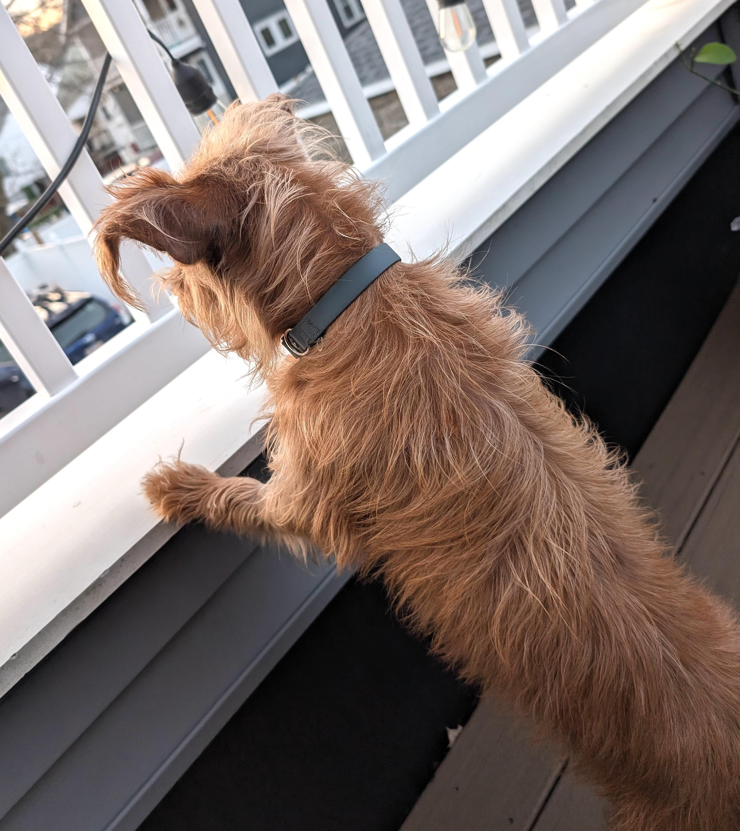 Enlarge Sophia, an adoptable mixed breed in Worcester, MA image 4/4