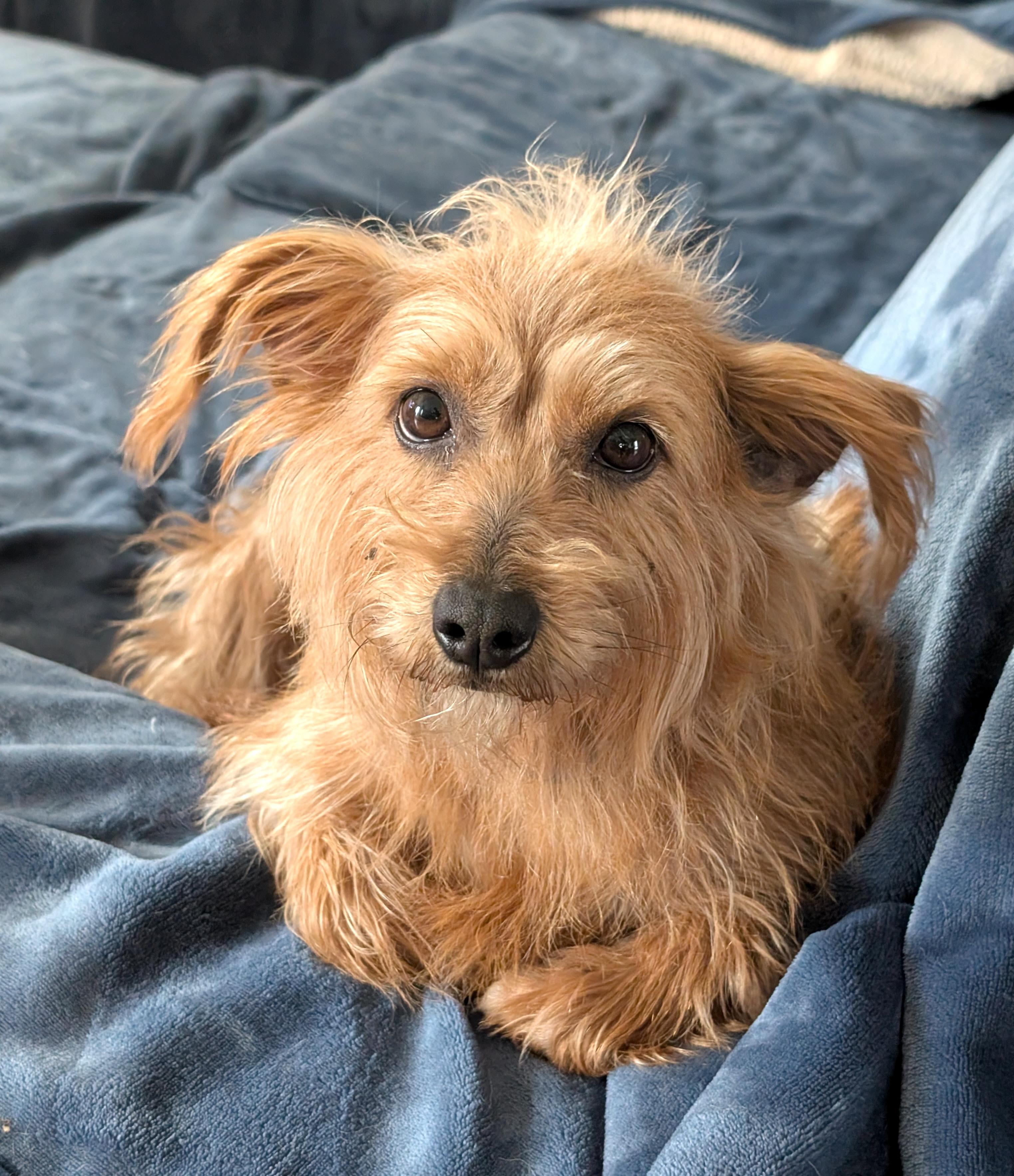 Enlarge Sophia, an adoptable mixed breed in Worcester, MA image 1/4