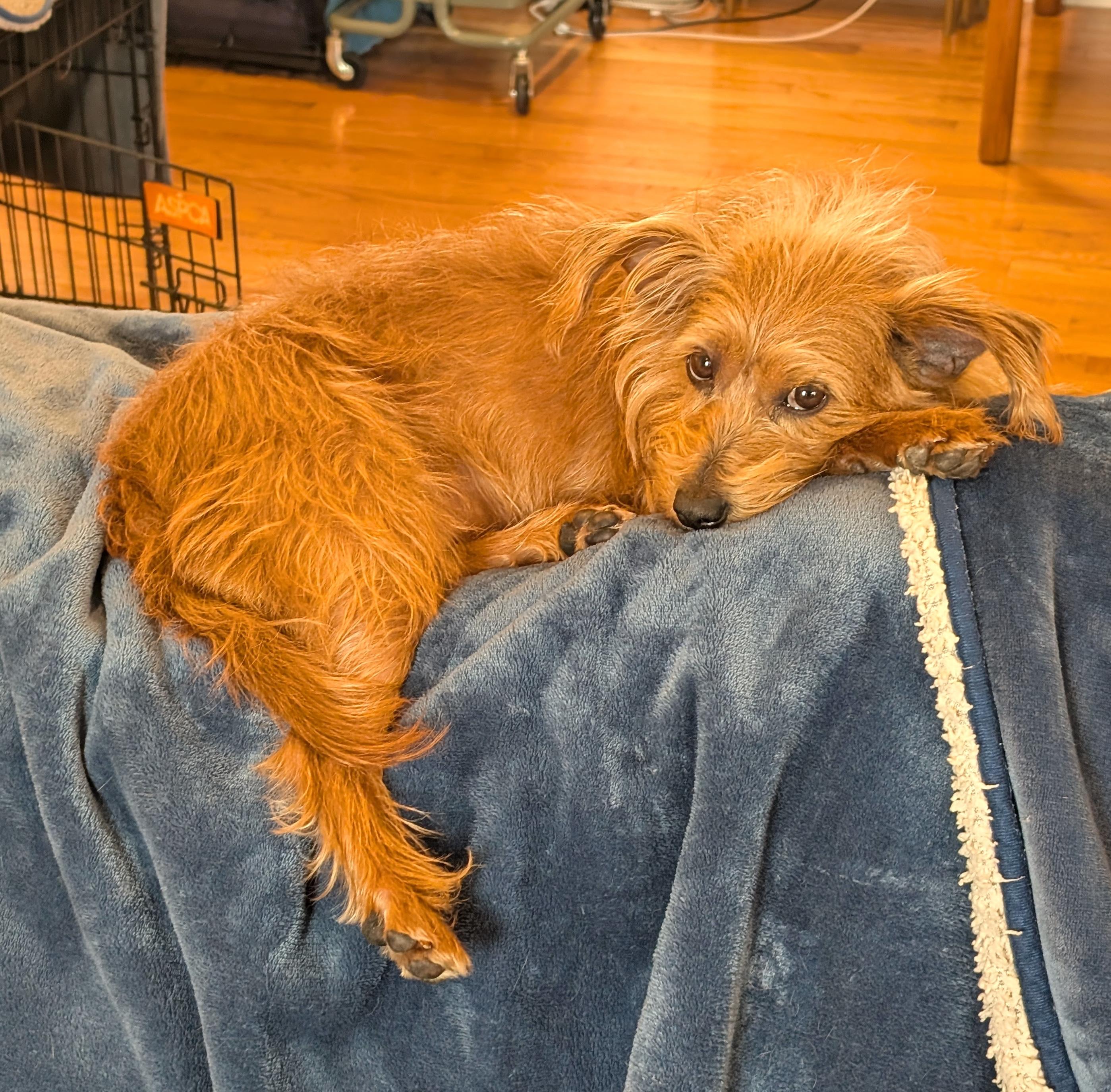 Enlarge Sophia, an adoptable mixed breed in Worcester, MA image 2/4